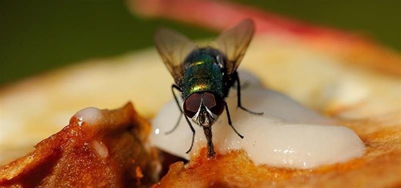 DICAS DE COMO espantar as moscas da cozinha espantar as moscas da cozinha