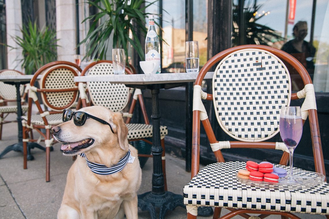 TENDÊNCIAS GASTRONÔMICAS PARA 2022 - PET FRIENDLY